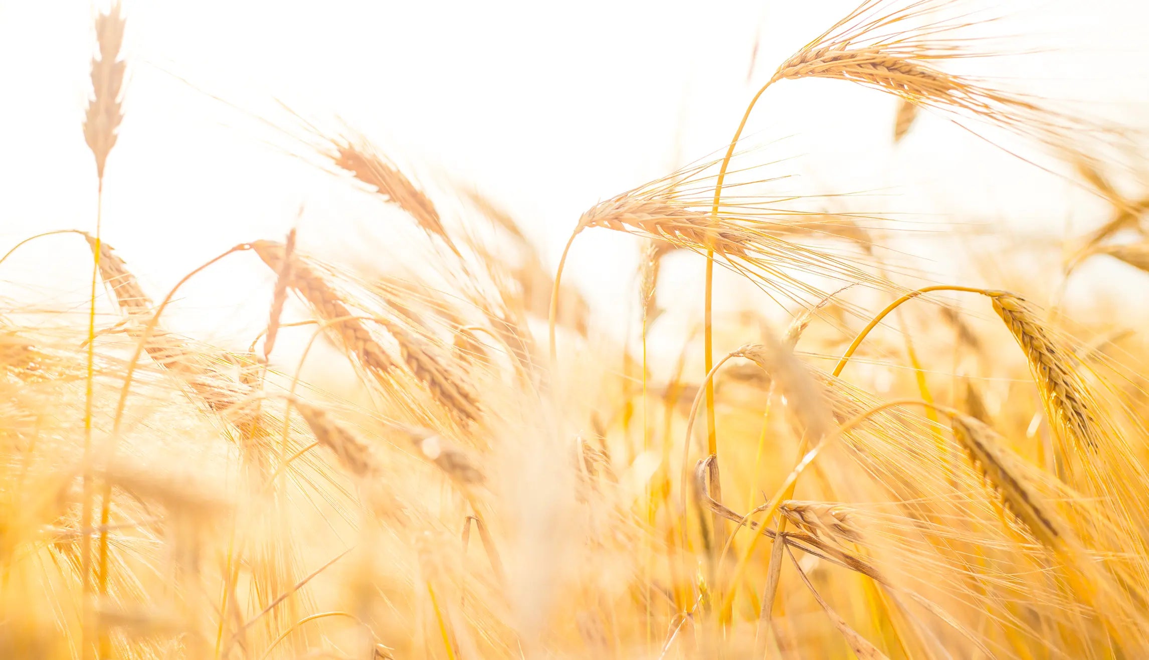 Tajemnice spermidyny